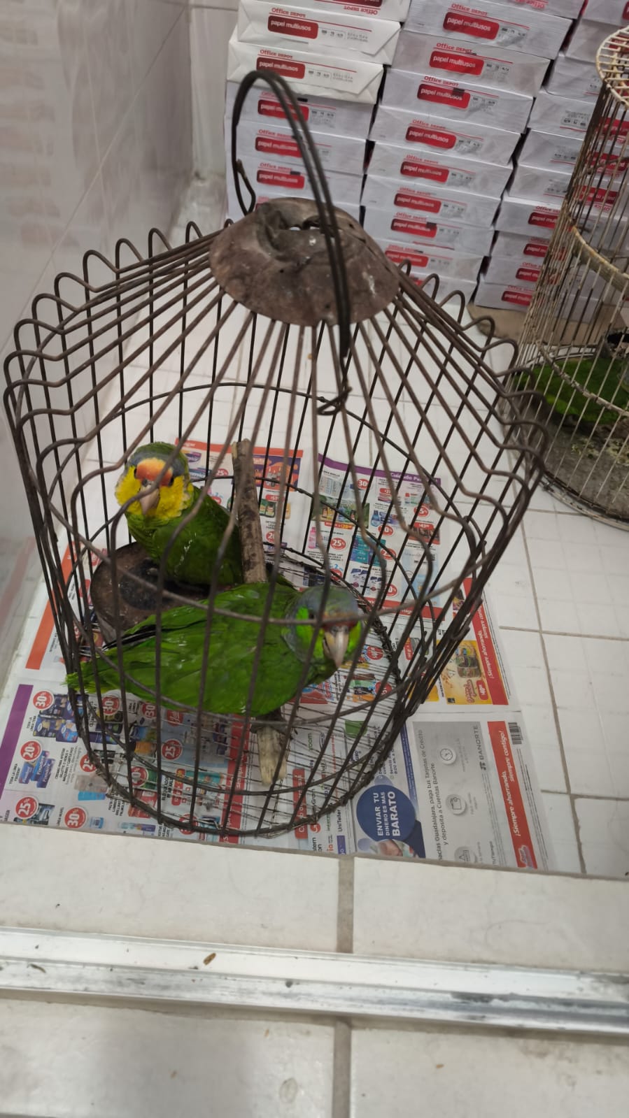 Cae sujeto en Celaya con casi 200 aves silvestres