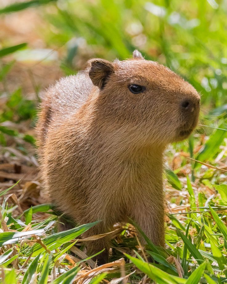 ¿Fan de los capibaras? Estarán de visita en el parque Miguel Hidalgo
