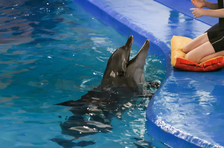 IA para hablar con delfines: el nuevo proyecto de Google