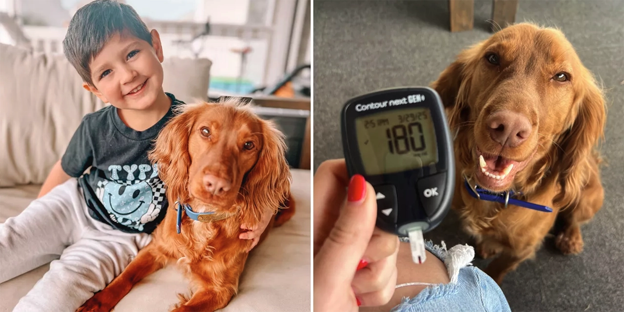 Este perro alerta a su tutor con diabetes cuando se le desnivela el azúcar