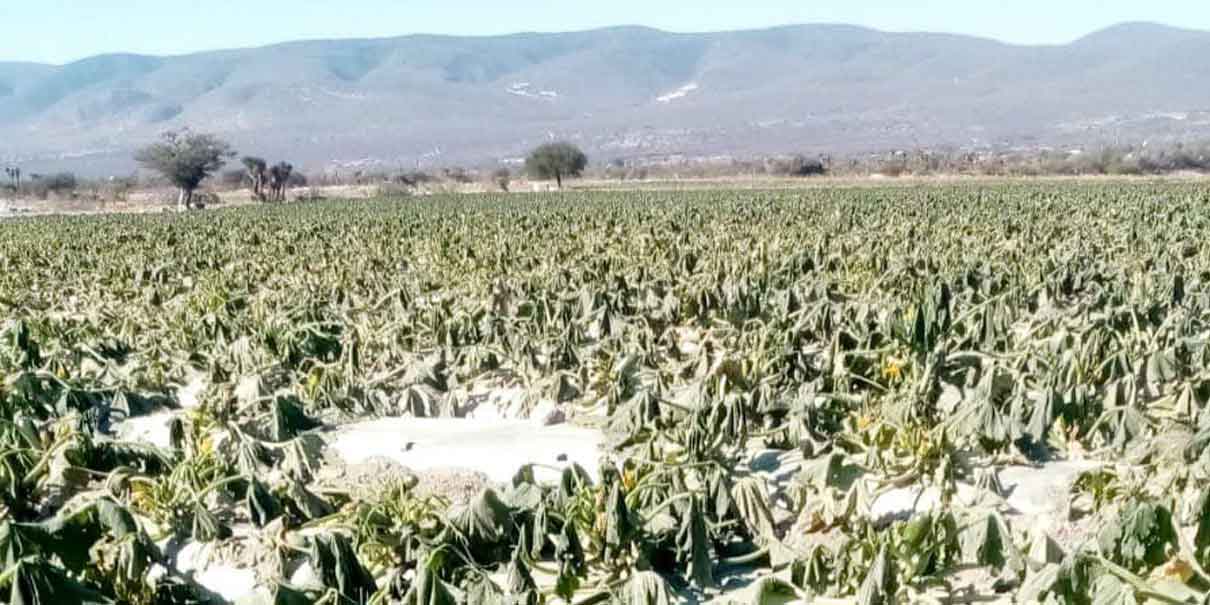 Puebla asigna 50 millones de pesos para respaldar a agricultores afectados por heladas