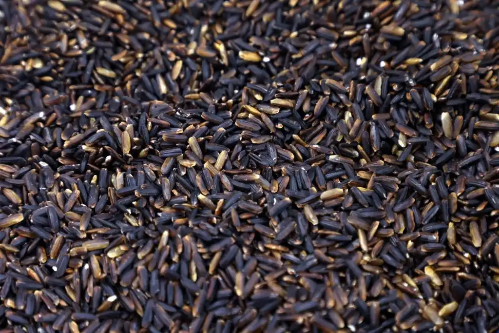 Nueva semilla de arroz reduce el uso de agua y resiste al cambio climático