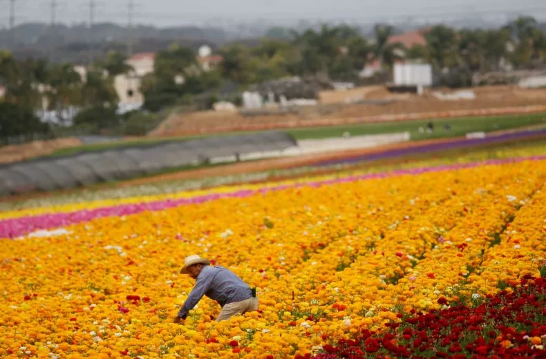 Agricultura estadounidense en crisis: Plan de deportaciones masivas de Trump la pone al borde del colapso