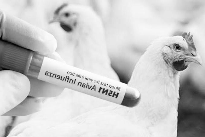 Padres de menor con influenza aviar en Durango dan negativo a contagio