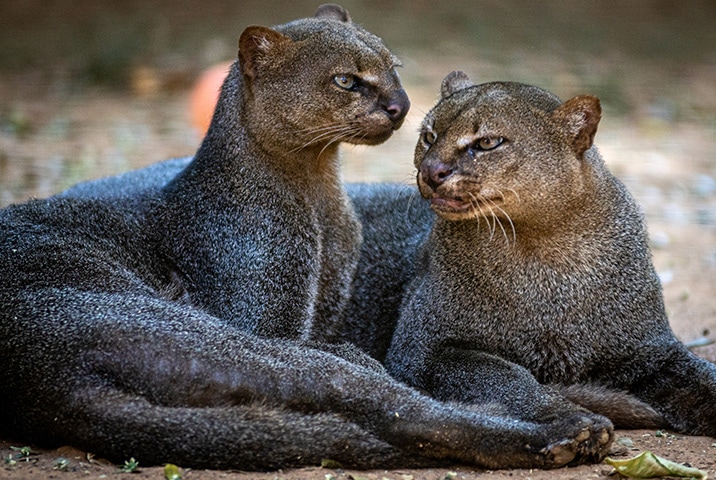 Matan a un jaguarundí en Chiapas tras creer que es un nahual