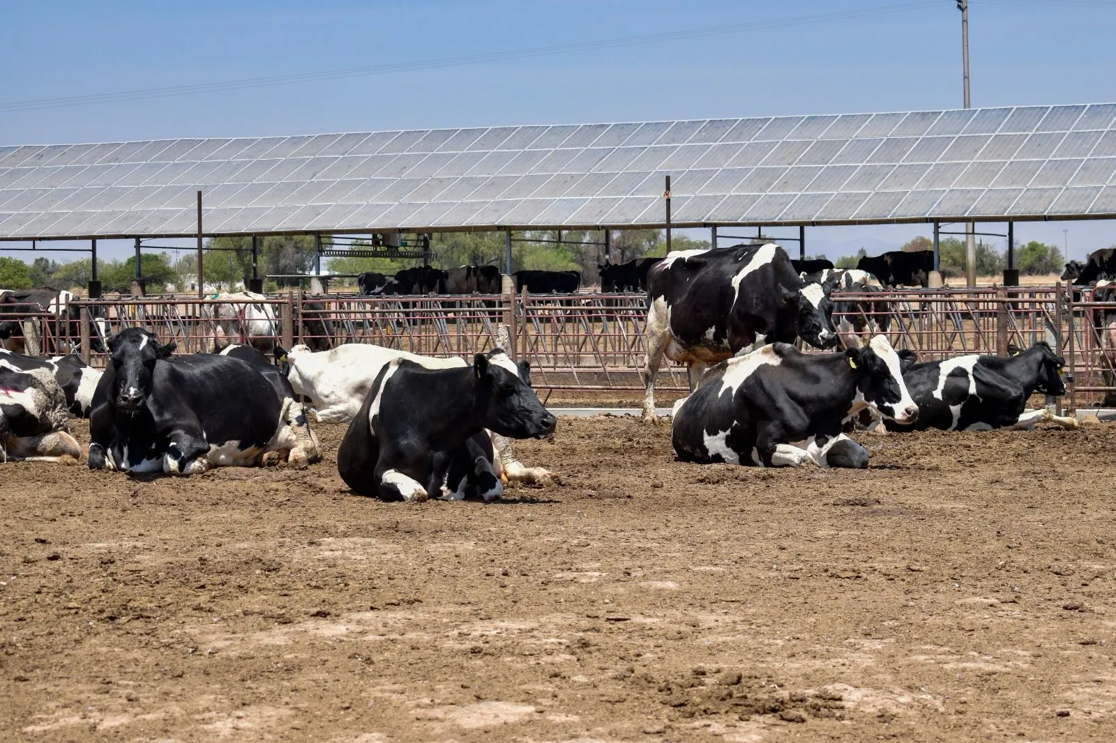 Aguascalentenses toman menos leche: gobierno busca incentivar consumo