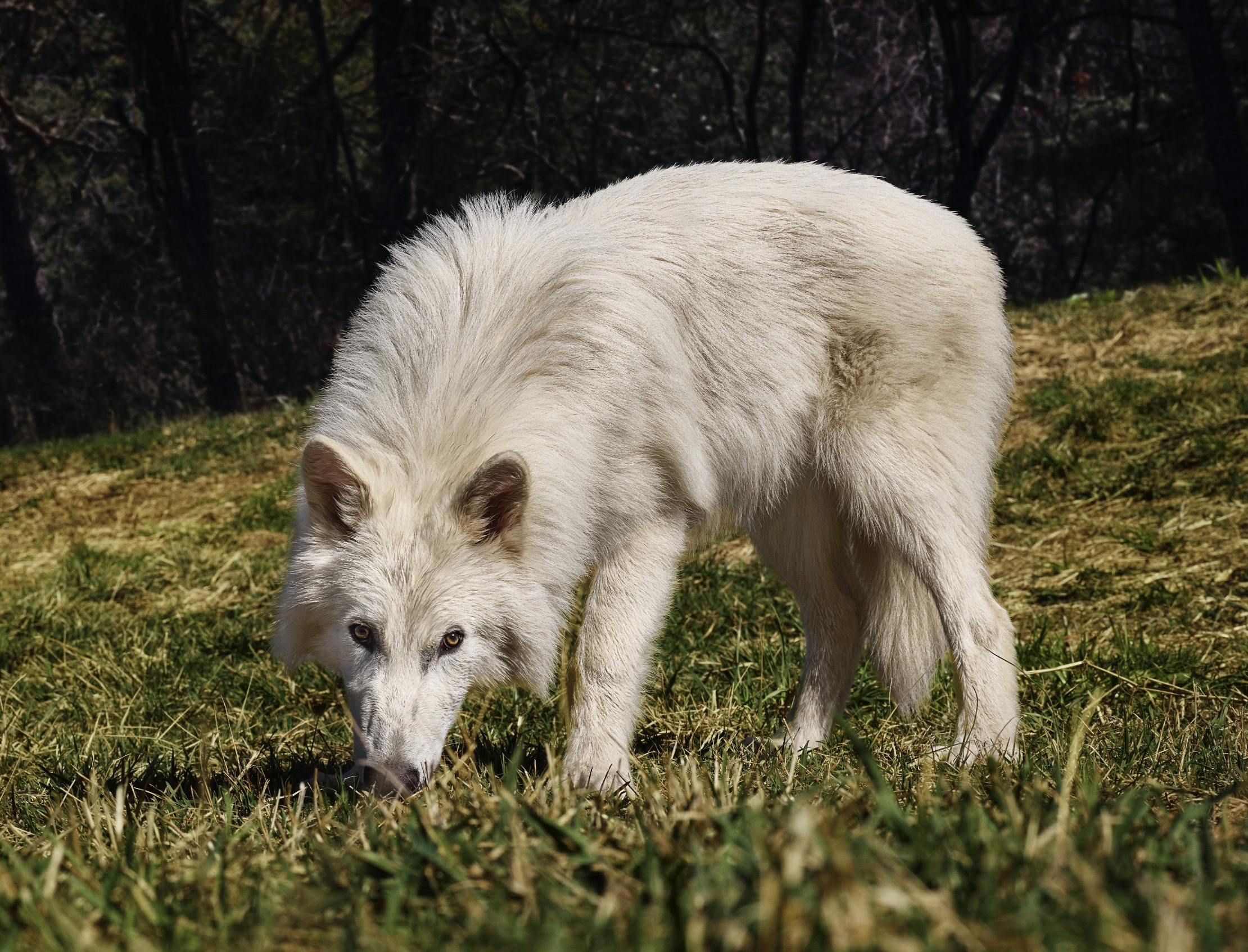 Reviven al lobo &#8216;terrible&#8217;, la inspiración de los huargos de Game of Thrones