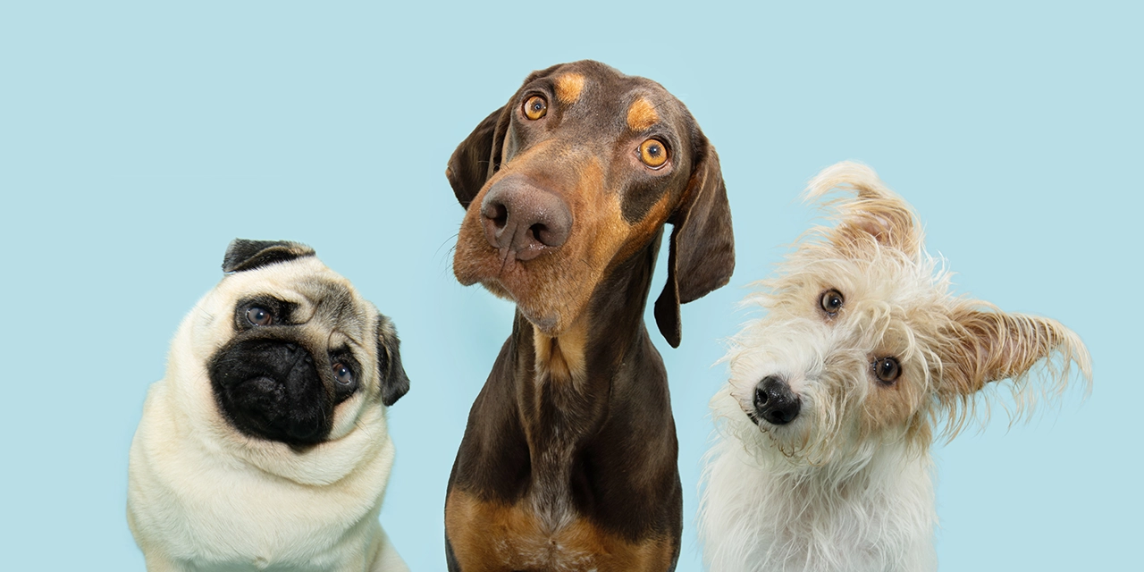Los perros nos entienden mejor de lo que creemos