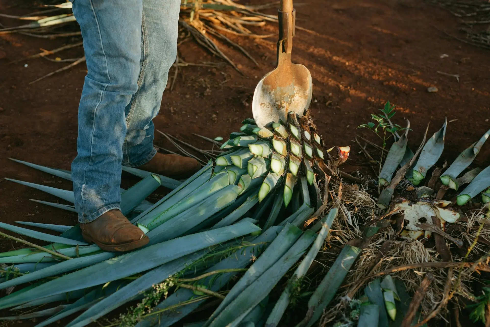Tras años de disputa, Aguascalientes obtiene denominación de origen del mezcal