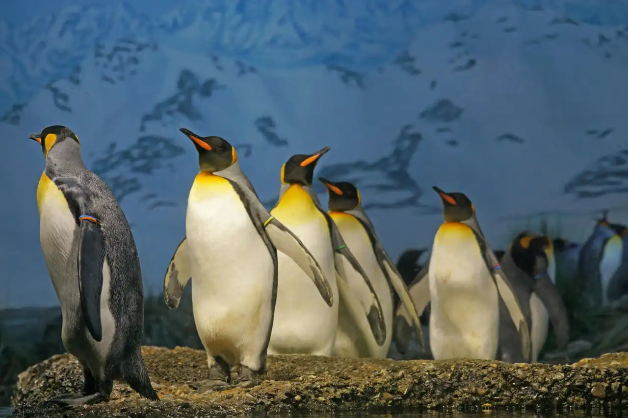 Pingüinos &#8216;pagarán&#8217; aranceles: Trump aplica medida a islas deshabitadas