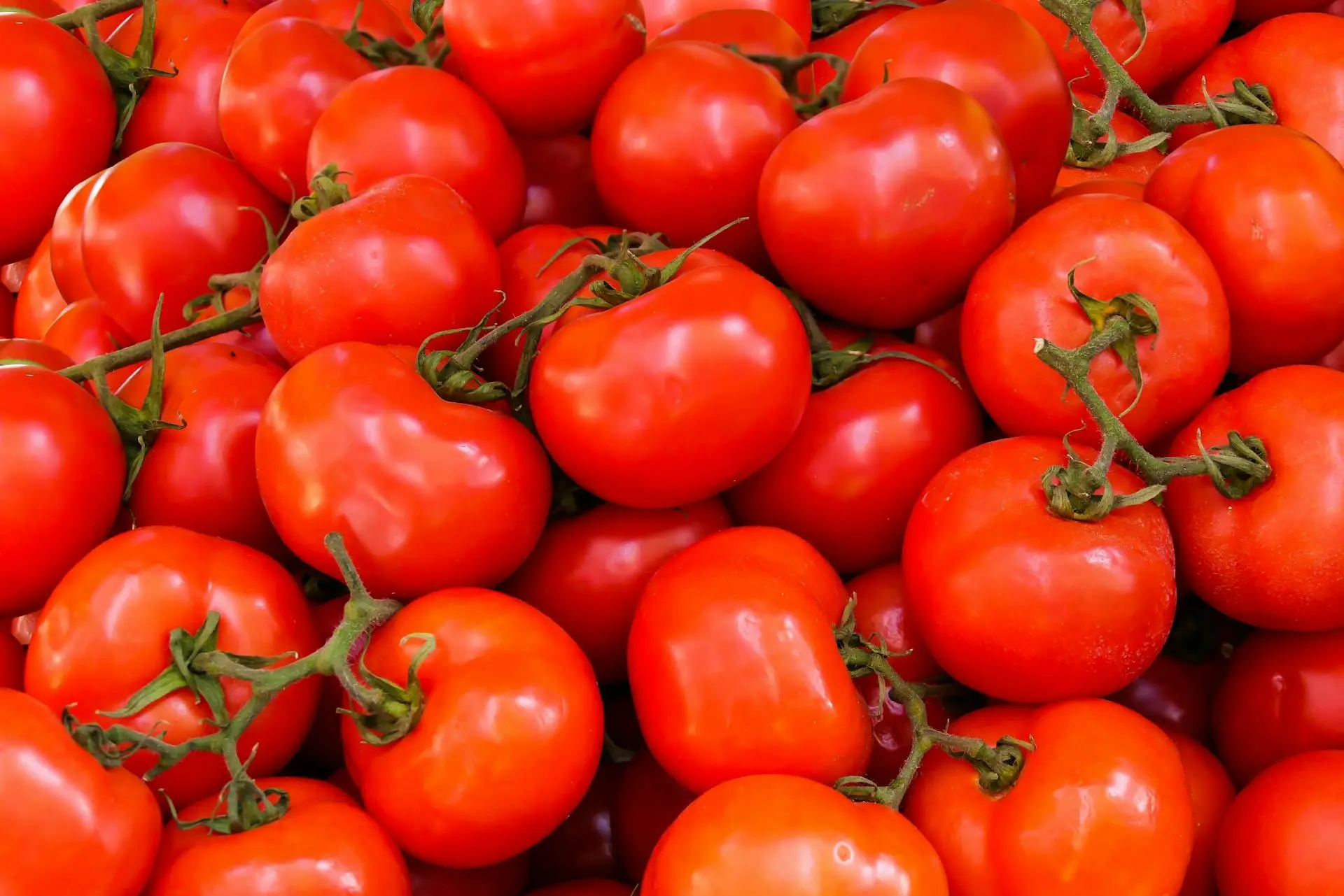 Aranceles al jitomate pegan a productores de Asientos