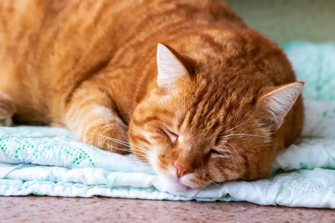 ¿Por qué son así los gatos naranja? Nuevo estudio podría cambiar lo que sabemos sobre ellos