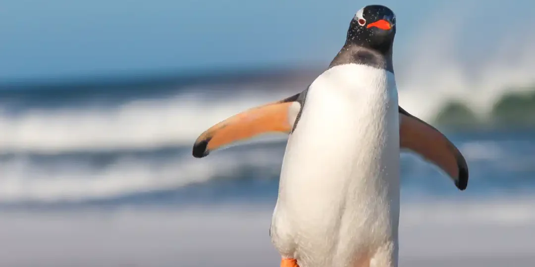 Las heces de pingüino podrían ayudar a enfriar la Antártida, revela estudio científico