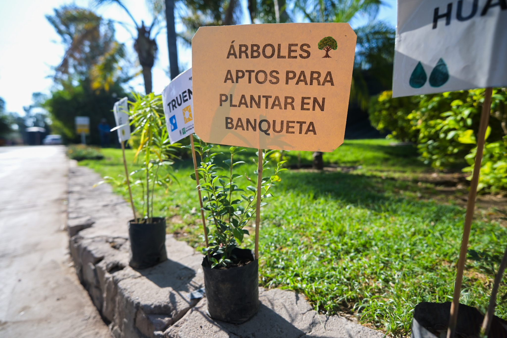 Arranca entrega de plantas y árboles en el vivero municipal