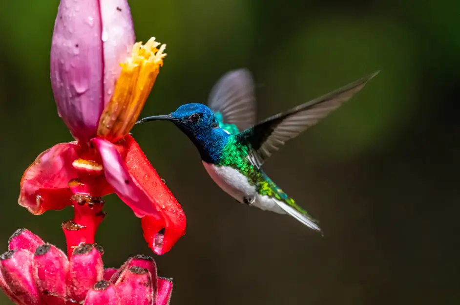 ¿Qué tienen que ver los bebederos artificiales con la evolución de los colibríes?