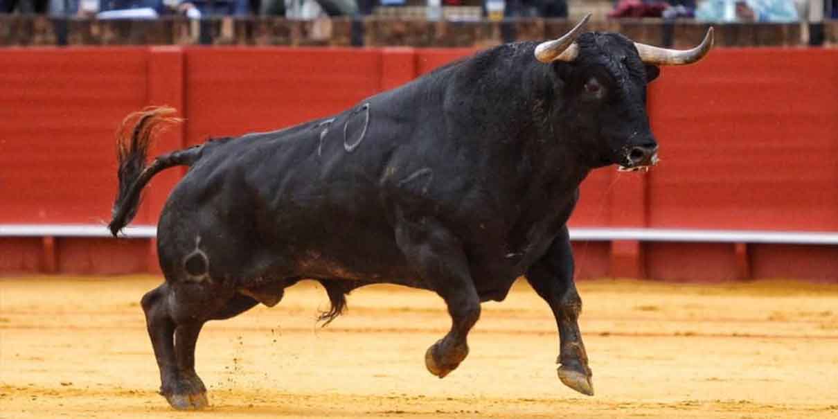 Corridas de toros y peleas de gallos dividen posturas en el Congreso poblano