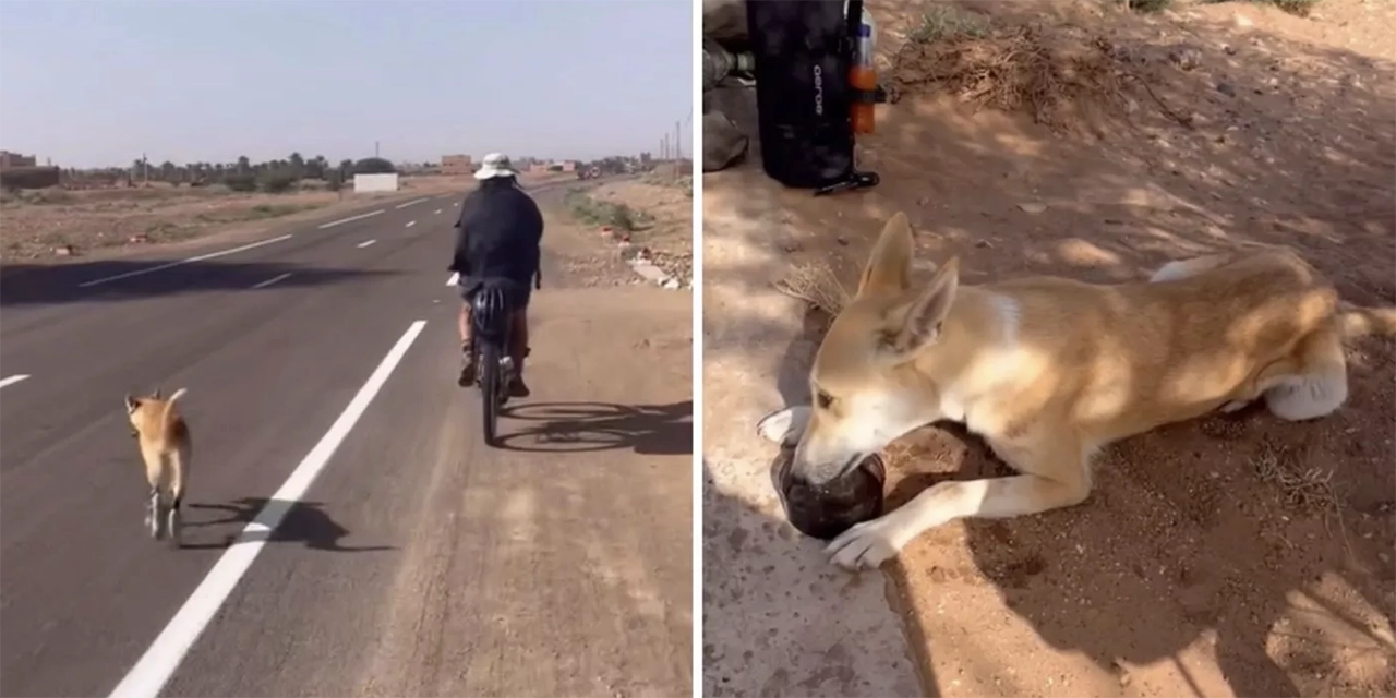 Esta perra callejera siguió a unos ciclistas durante 100 km en el Sahara y terminó adoptada