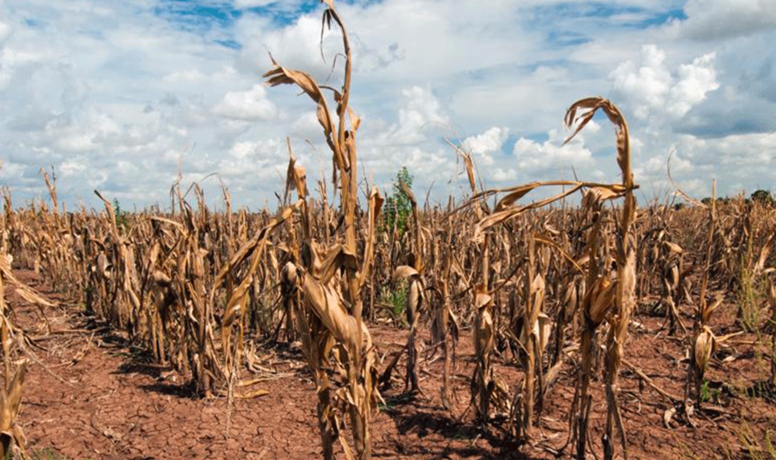 Impacta calor extremo al campo de Guanajuato