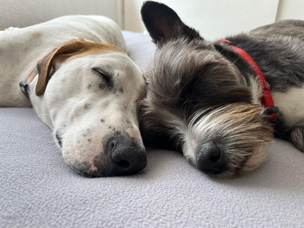 Perros sin raza: por esto debes adoptar uno y cuidarlo para cambiar tu vida