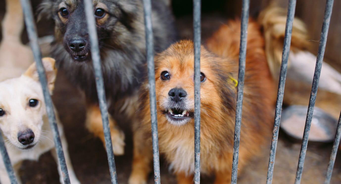 Casi 200 sanciones por maltrato animal en León
