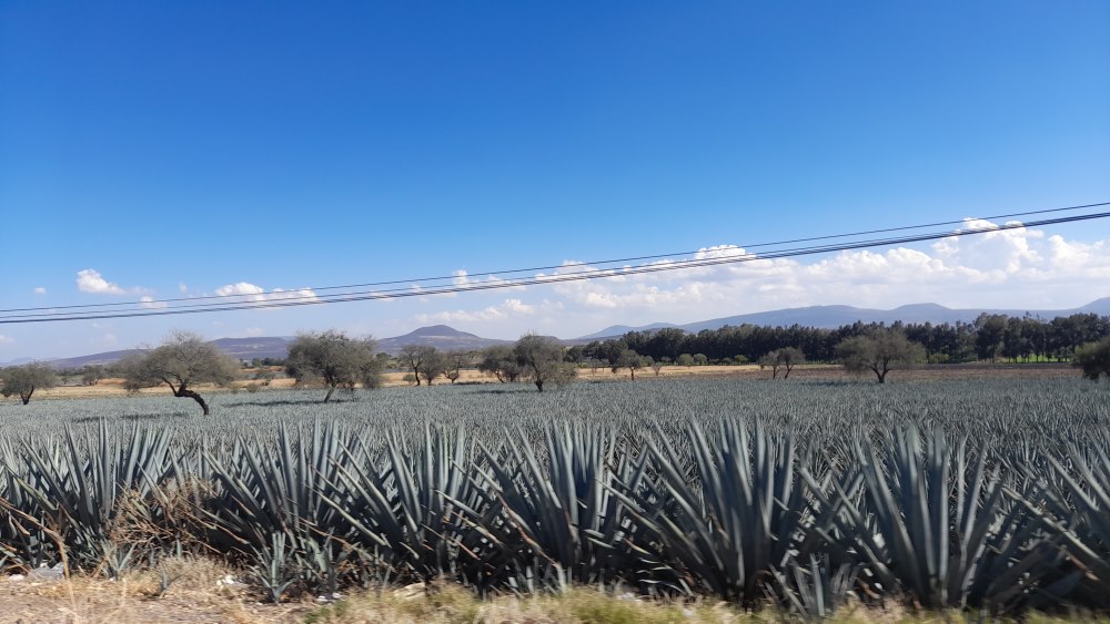 La fiebre del agave deja deforestación y cultivos abandonados en Guanajuato