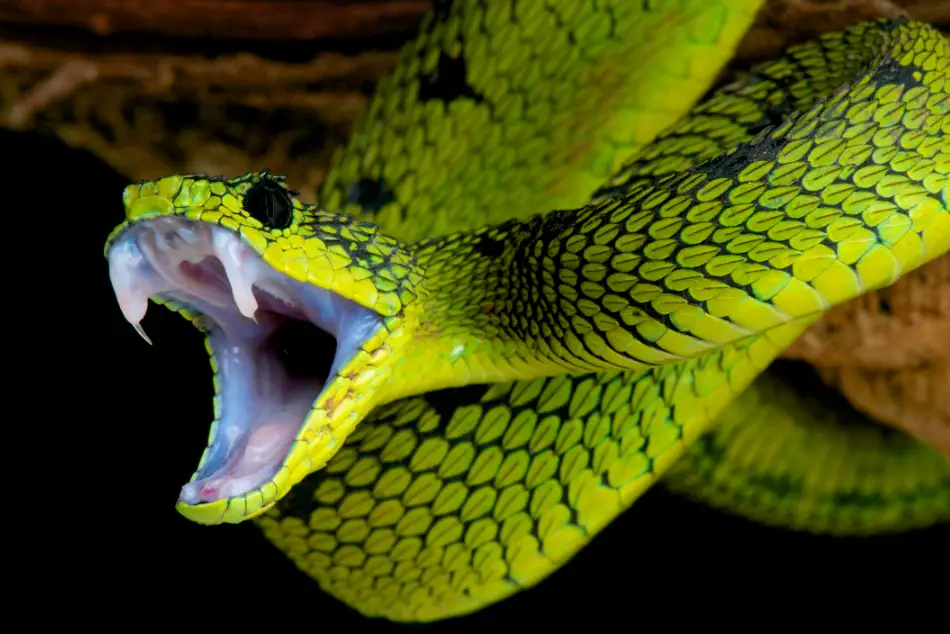 antiveneno serpientes