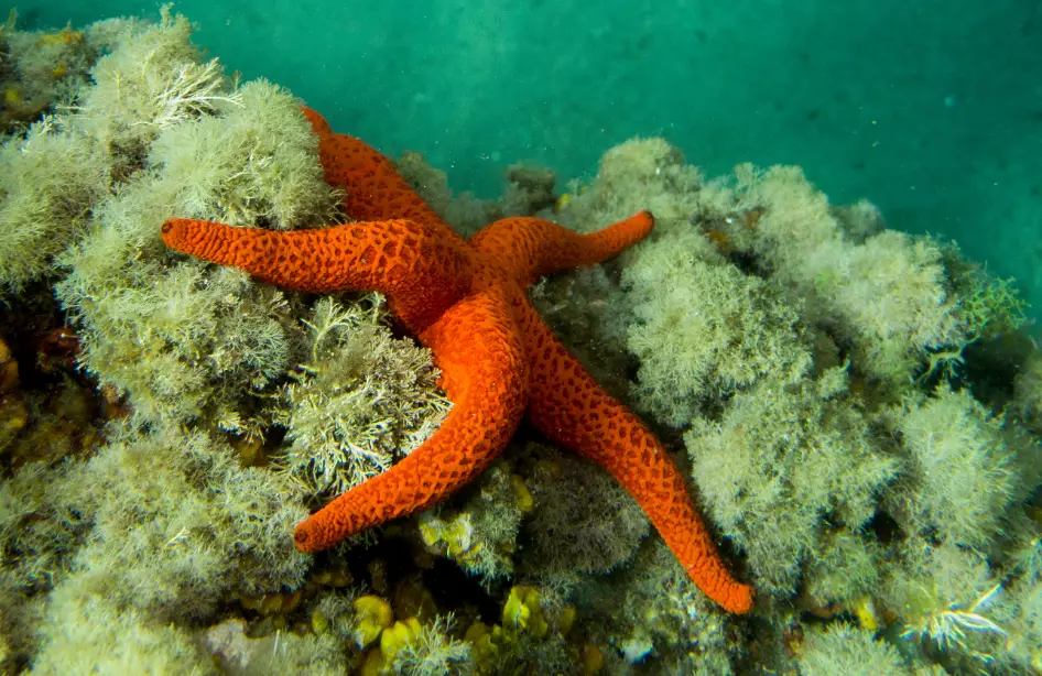 estrellas de mar