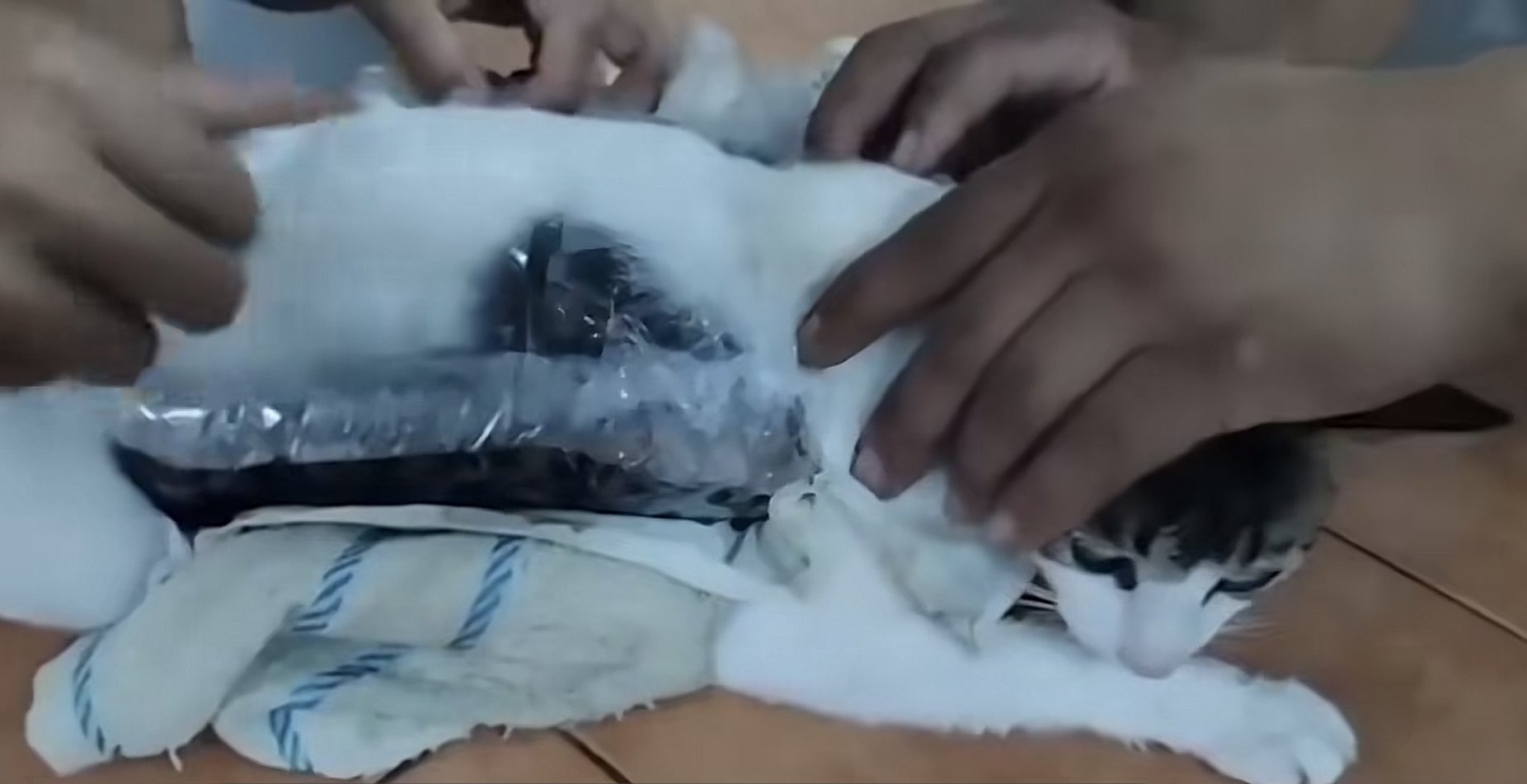 La historia del gato que el narco convirtió en &#8216;mula&#8217; en Costa Rica