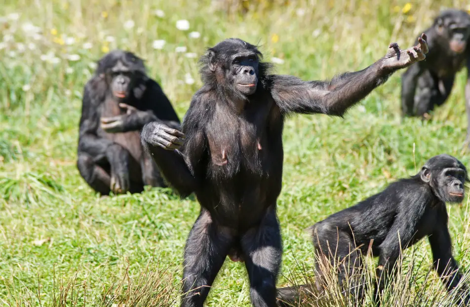 ¿Es la sororidad una estrategia evolutiva? Así lo demuestran las hembras bonobo (el estudio completo)