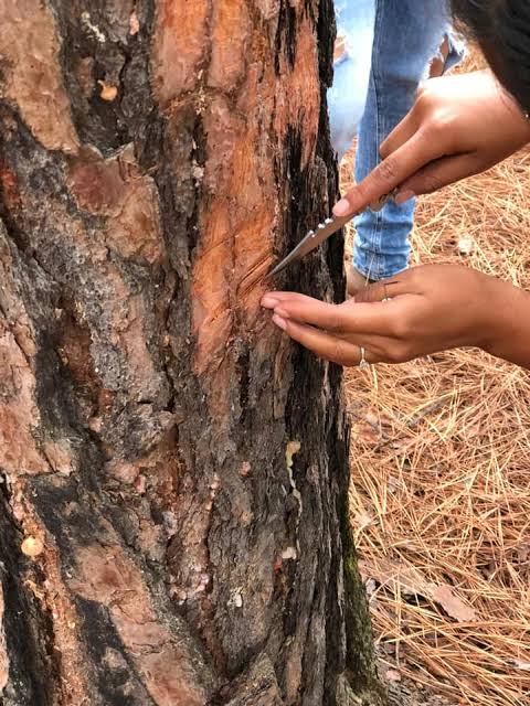 Plaga gusano descortezador
