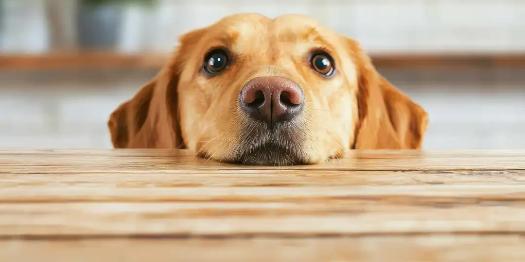 Compartir fotos de animales tiernos fortalece tus relaciones, y la ciencia tiene una explicación
