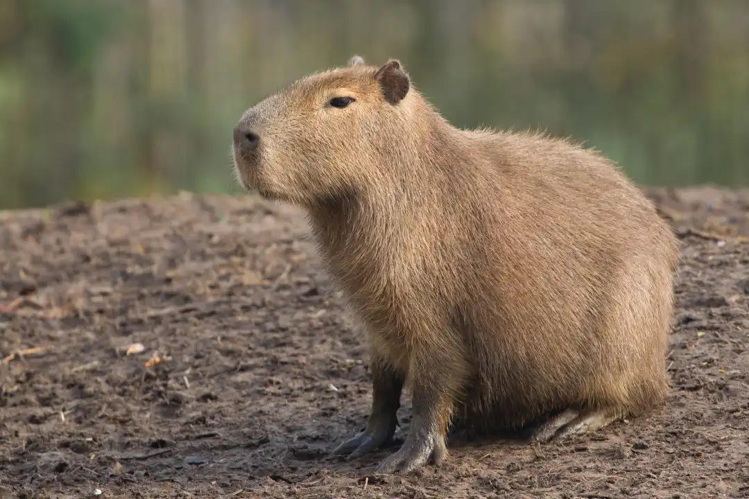 Zoológico chino recupera a &#8216;Doubao&#8217;, la última capibara fugitiva tras dos meses de escape