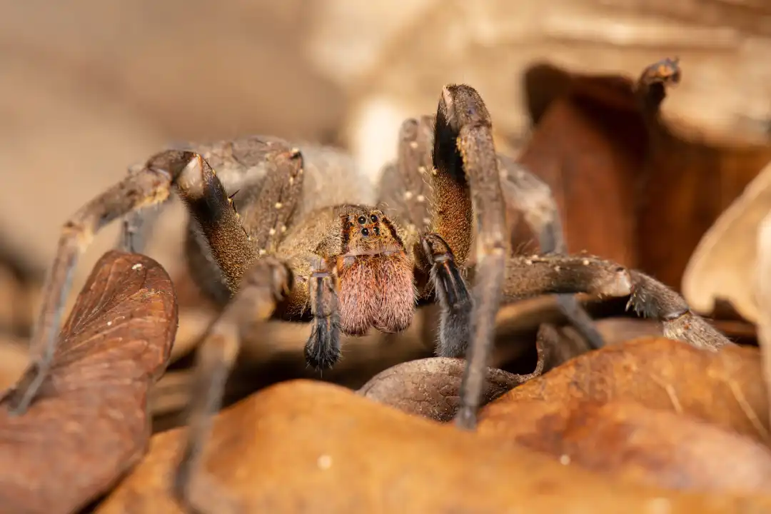 La peligrosa picadura de la &#8216;araña bananera&#8217;: entre el veneno letal y una erección prolongada