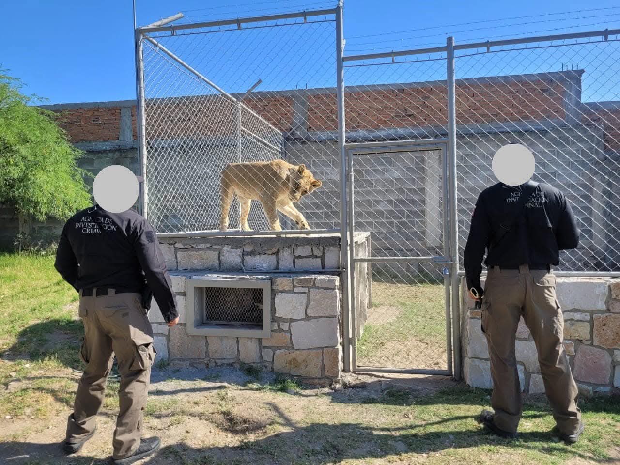 Catean finca en Durango: hallan animales exóticos y silvestres