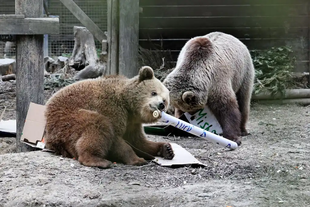 Al estilo Winnie Pooh: dos osos pequeños se escapan hacia una irresistible reserva de miel