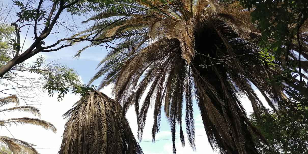 Puebla revisa 800 palmeras por riesgo de colapso en lluvias