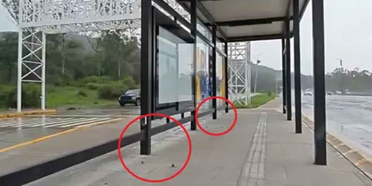 Desvalijan paradero de la Línea 4 de RUTA en Puebla