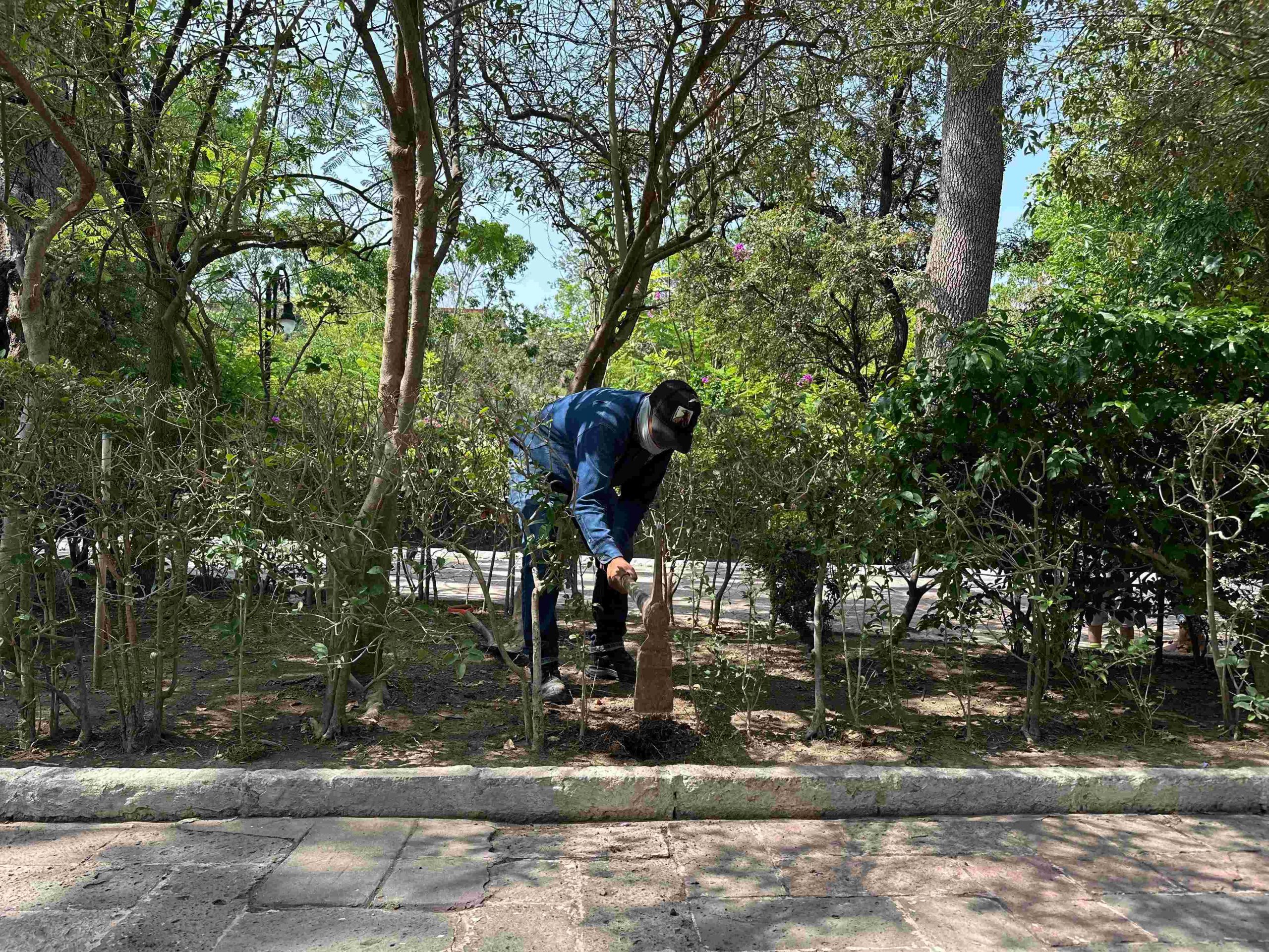 Plantan 300 &#8220;truenos&#8221; en el Jardín de San Marcos