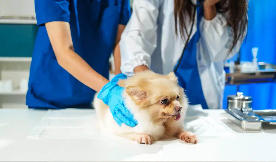 atención veterinaria farmacias
