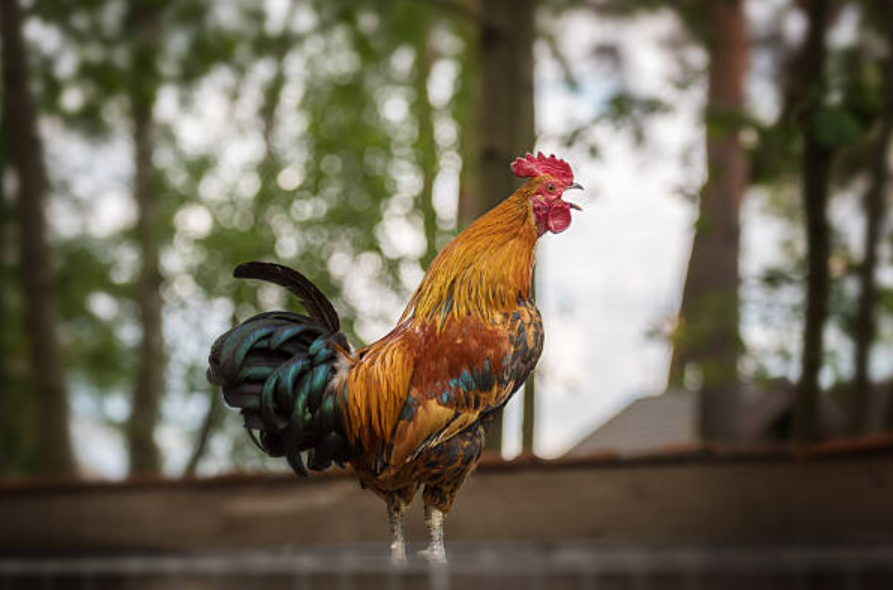 El gallo que canta a las 11:20