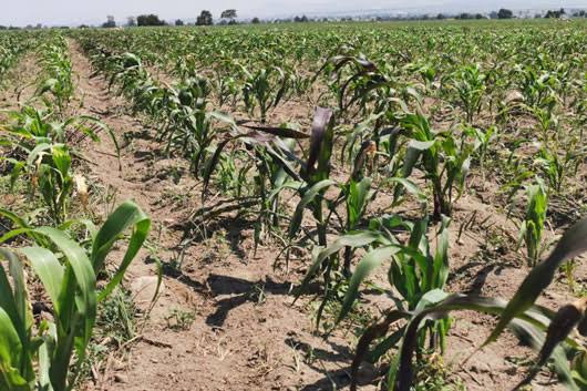 Durango requiere prácticas agrícolas regenerativas, advierte regidor