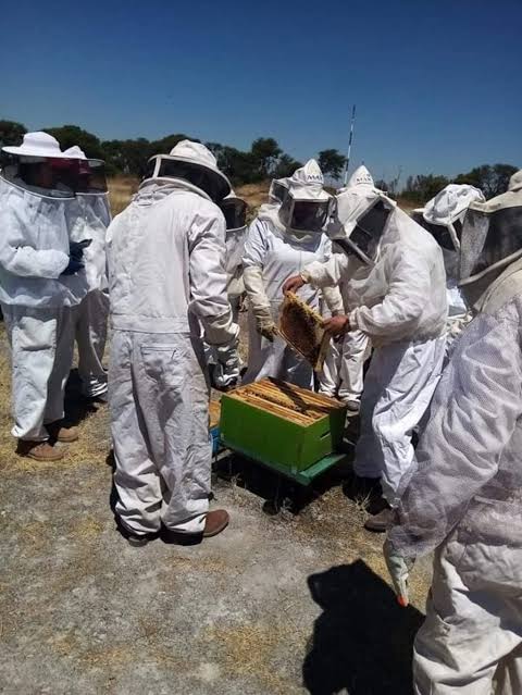 Sector ganadero respalda a apicultores de Durango ante crisis