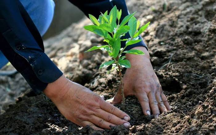 Reforestación tras incendios forestales en Durango