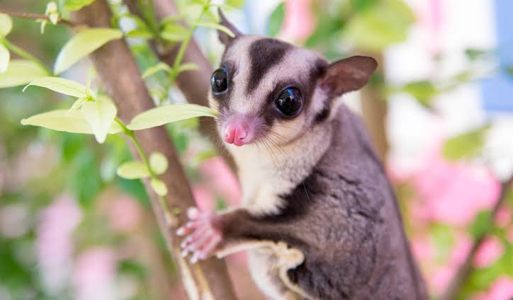 Crece tráfico de animales exóticos en Durango a través de redes sociales