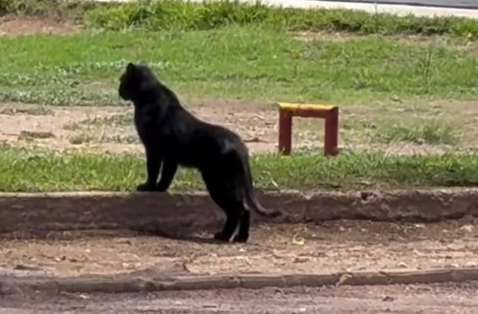 ¿Una pantera en el Parque Tangamanga de San Luis Potosí?