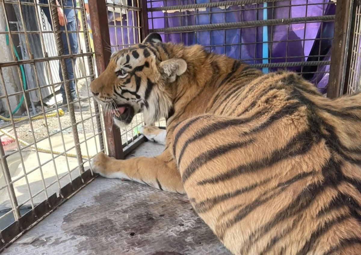 Rescatan a un tigre maltratado; denuncias ciudadanas destapan red de violencia y fauna ilegal