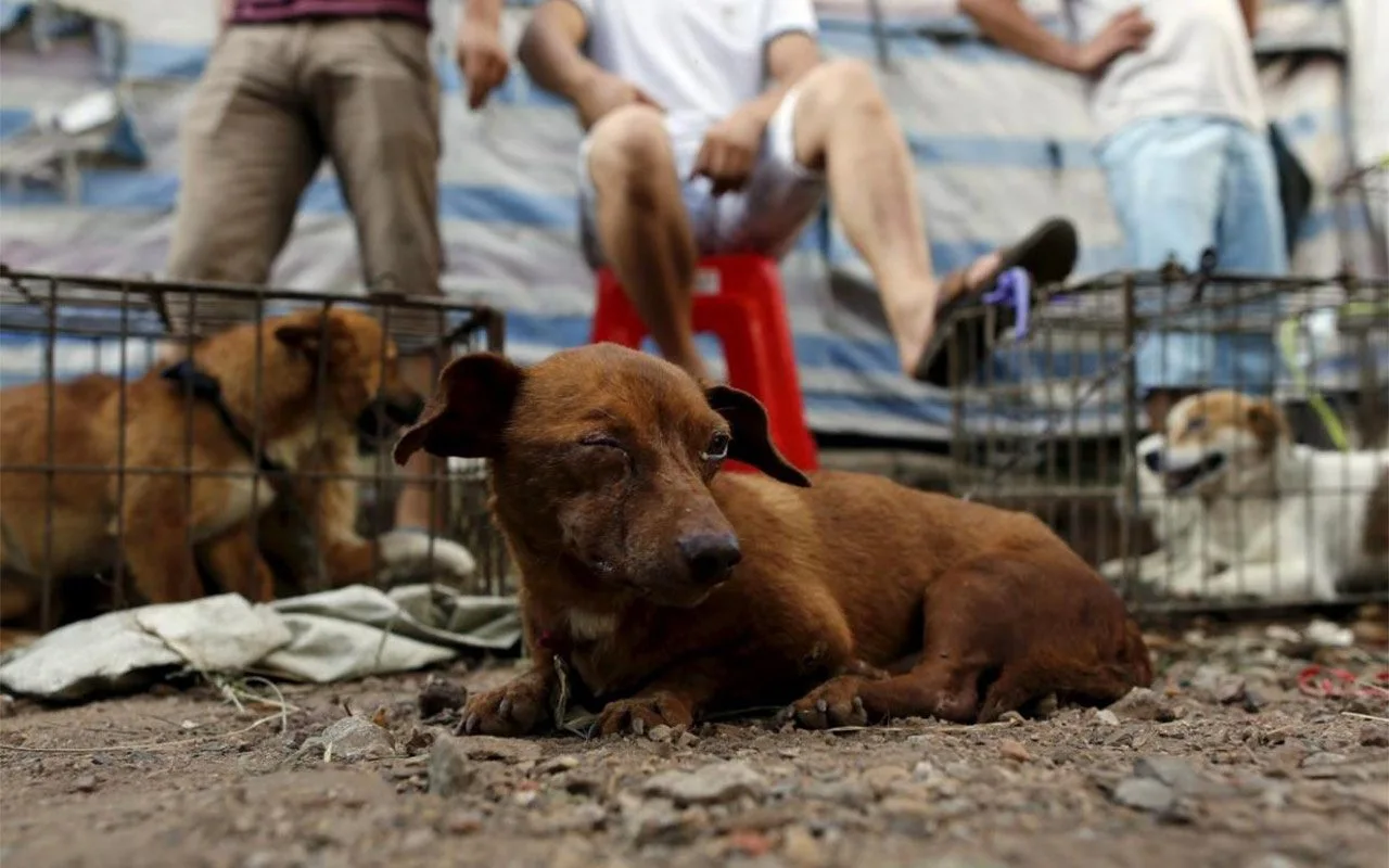 Hasta 10 años de prisión por maltrato animal en Aguascalientes