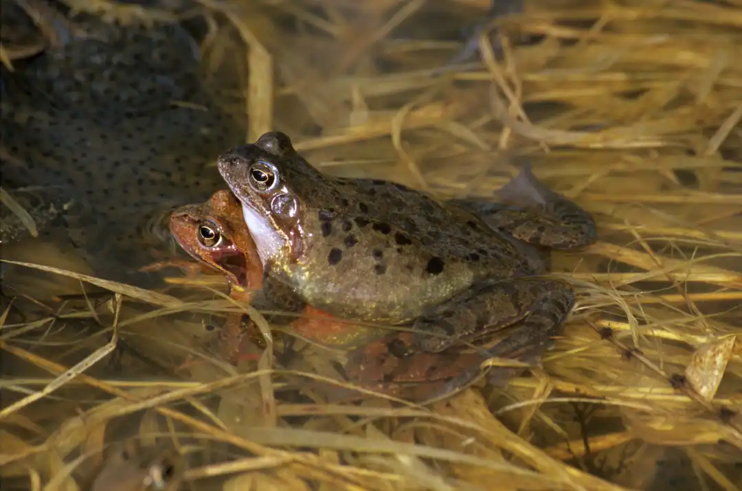 &#8216;Estoy muerta&#8217;: la estrategia de las ranas hembras para evitar el sexo no deseado
