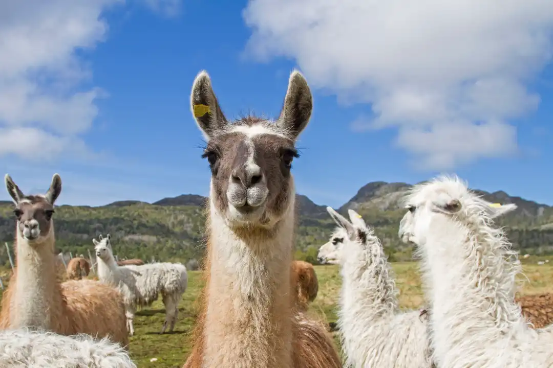 De esta manera las llamas pueden aportar a tratar la esquizofrenia