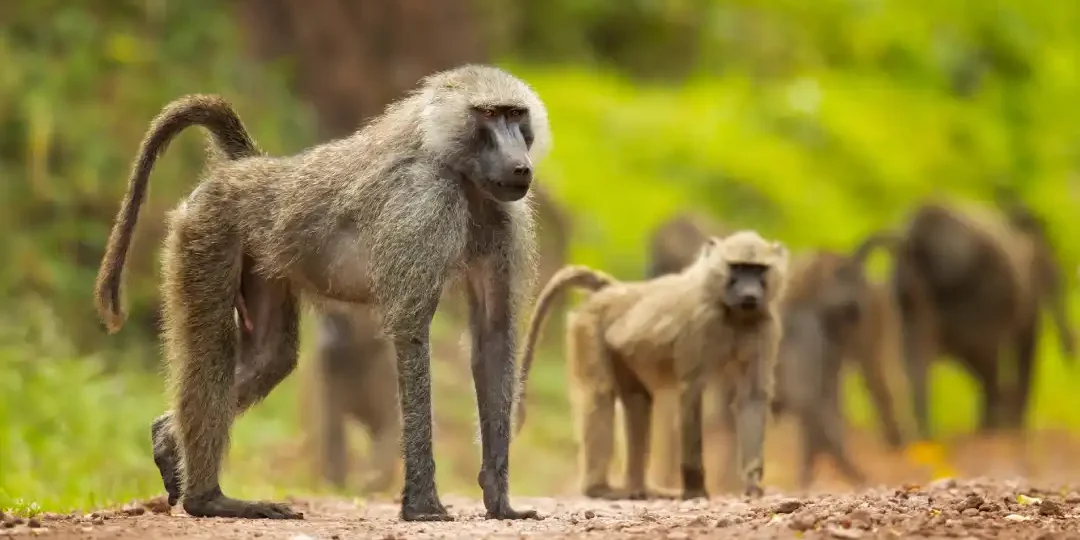 Zoológico de Núremberg sacrifica babuinos por sobrepoblación pese a las protestas